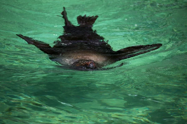 Südafrikanische Pelzrobbe, Arctocephalus pusillus — Stockfoto