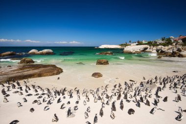 Güneşli bir günde Boulders Beach Cape Peninsula 'daki Penguen Kolonisi, Cape Town, Güney Afrika