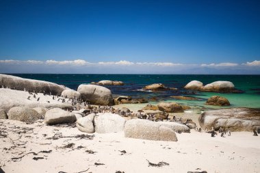 Güneşli bir günde Boulders Beach Cape Peninsula 'daki Penguen Kolonisi, Cape Town, Güney Afrika