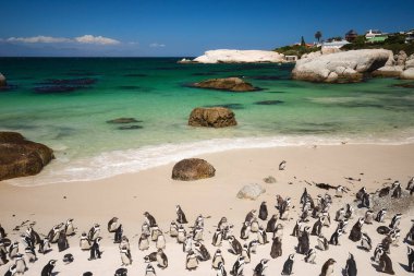 Güneşli bir günde Boulders Beach Cape Peninsula 'daki Penguen Kolonisi, Cape Town, Güney Afrika