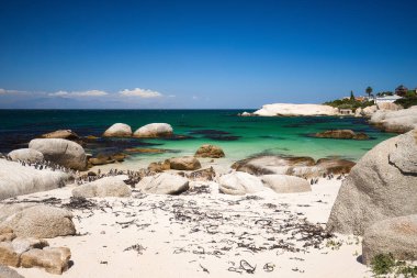 Güneşli bir günde Boulders Beach Cape Peninsula 'daki Penguen Kolonisi, Cape Town, Güney Afrika