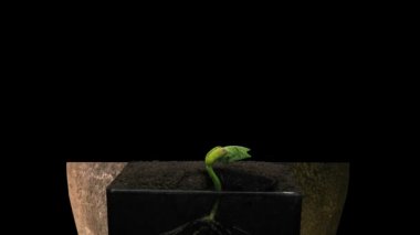 Büyüyen fasulye Wawelska (Vicia faba) tohumunun siyah arkaplanda 1g2 izole bir çömlekte zaman aşımı