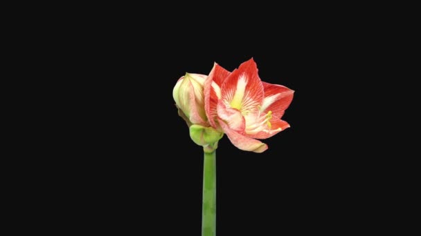 Перемикач Часу Відкриття Квітки Мінерви Ампарли 4A2 Ізольовано Чорному Тлі — стокове відео