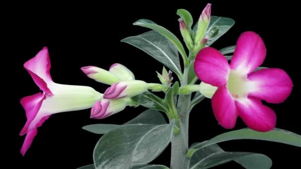 Time Lapse Åbning Adenium Blomst Desert Rose 11B2 Isoleret Sort – Stock-video