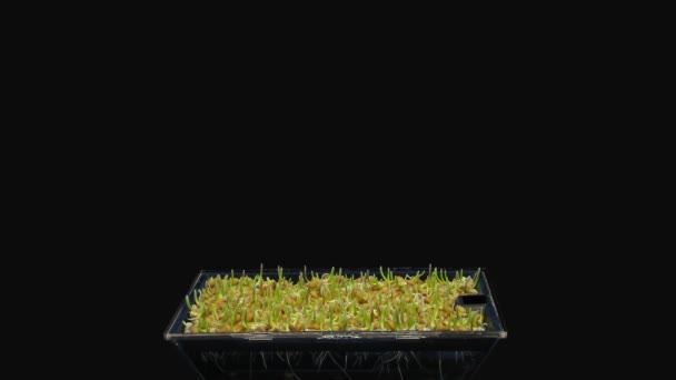 Časová Prodleva Klíčení Semen Pšenice Mikrozeleně 1A2 Izolovaných Černém Pozadí — Stock video