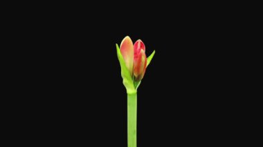 Açılma zamanı kırmızı Brazza Amaryllis Noel çiçeği 2a2 siyah arka planda izole