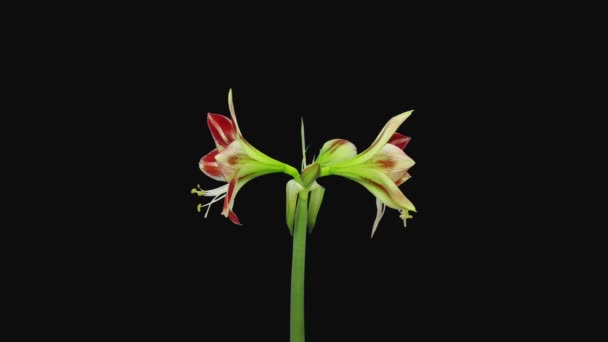 Time Lapse Apertura Rojo Blanco Ambiente Amarilis Flor Navidad Aislada — Vídeos de Stock