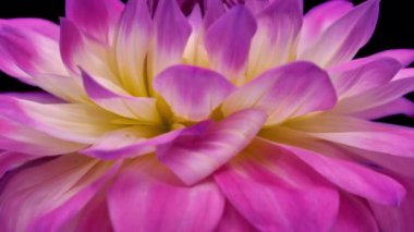 Siyah zemin üzerinde izole edilmiş ALPHA kanalı ile dönen beyaz-pembe yıldız çiçeği, pürüzsüz döngü