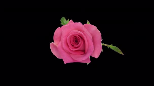 Время Открытия Розовой Розы Attachea Каналом Прозрачности Alpha Изолированный Черном — стоковое видео