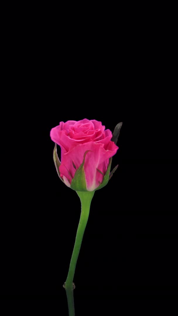 Upływ Czasu Otwarcia Różowy Balet Wzrosła Alpha Kanał Przezroczysty Izolowany — Wideo stockowe