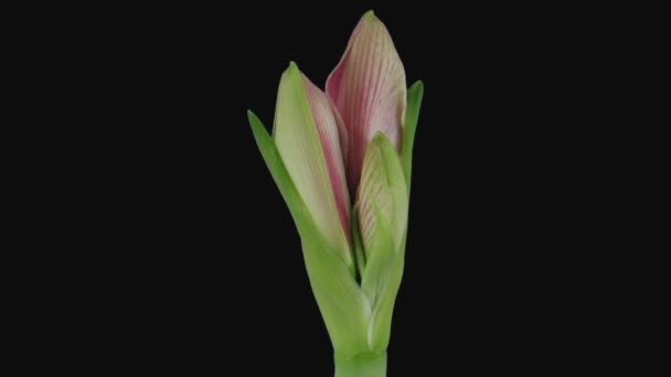 Time Lapse Opening Pink Blushing Bride Amaryllis Isolated Black Background — Stock Video