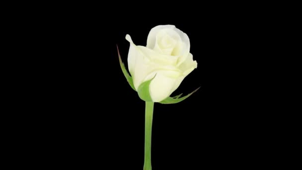 Časová Prodleva Otevření Bílé Akito Růže Izolované Černém Pozadí — Stock video