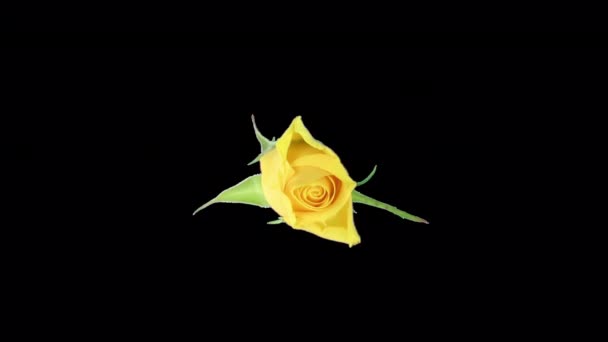 Time Lapse Opening Yellow April Rose Alpha Κανάλι Διαφάνειας Απομονωμένο — Αρχείο Βίντεο