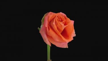 Ölen portakallı Pascha 'nın yükselişi siyah arka planda izole edildi