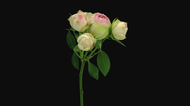 Time Lapse Dying White Pink Biedermeier Rose Isolated Black Background — Vídeos de Stock