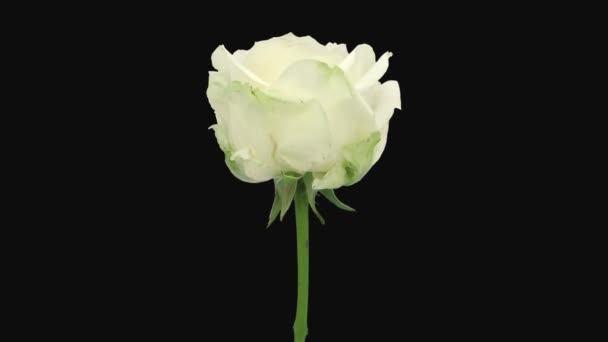 Time Lapse Dying White Four Seasons Rose Isolated Black Background — Stock Video