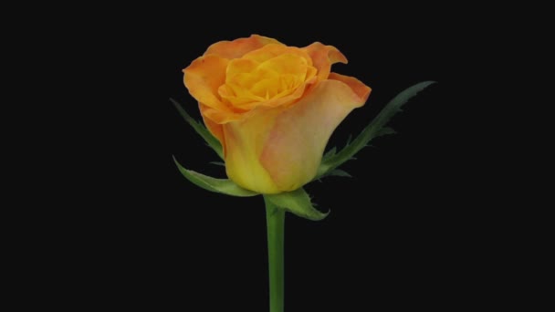 Χρονικό Όριο Ανοίγματος Πορτοκαλί Και Κίτρινο Τριαντάφυλλο Lolita Απομονώνονται Μαύρο — Αρχείο Βίντεο
