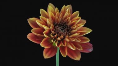 RGB + ALPHA mat biçiminde büyüyen ve açan turuncu Dahlia (Asteraceae) çiçeğinin zaman atlaması siyah arkaplanda izole edildi