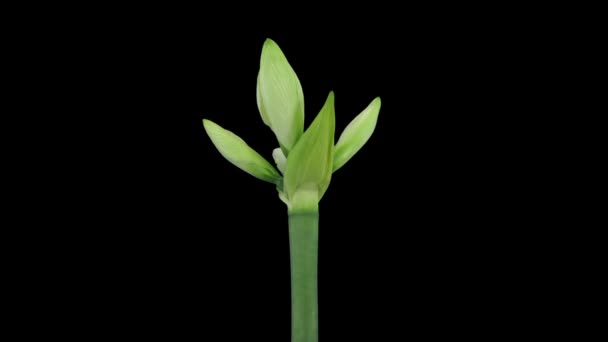 Time Lapse Nyitás Fehér Amaryllis Karácsonyi Virág Elszigetelt Fehér Háttér — Stock videók