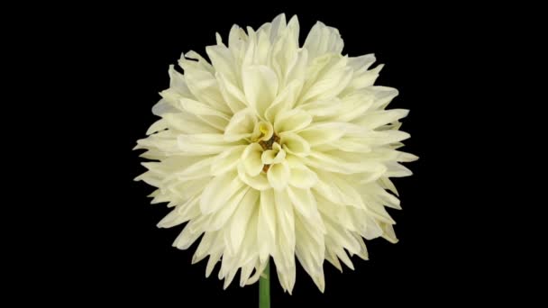 Χρονικό Όριο Του Ετοιμοθάνατου Λευκού Λουλουδιού Dahlia Που Απομονώνεται Μαύρο — Αρχείο Βίντεο