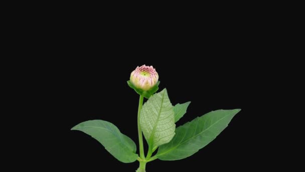 Siyah Arkaplanda Izole Edilmiş Pembe Yıldız Çiçeğinin Georgine Zaman Aşımı — Stok video