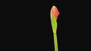 Siyah arkaplanda izole edilmiş Red Rival Amaryllis çiçeğinin açılmasının zaman aşımı