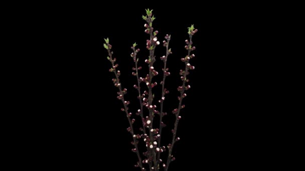 Time Lapse Van Bloeiende Abrikozenbloemen Boeket Prunus Armeniaca Geïsoleerd Zwarte — Stockvideo
