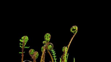 Büyüyen bebek eğreltiotu ve siyah arka planda izole edilmiş diğer bitkilerin hızlandırılması