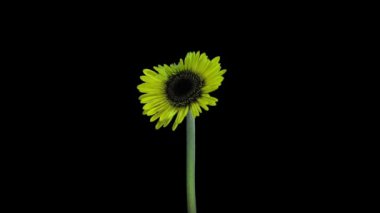 Siyah arka planda izole edilmiş sarı gerbera çiçeğinin büyümesi ve açılması