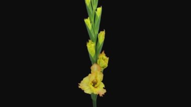 Siyah arkaplanda izole edilmiş sarı gladiolus çiçeğinin zaman aşımı