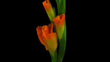Açık turuncu gladiolus çiçeğinin zaman atlaması siyah arkaplanda izole edilmiş
