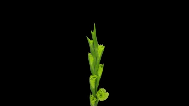 Time Lapse Van Het Openen Van Groene Gladiolen Bloem Geïsoleerd — Stockvideo