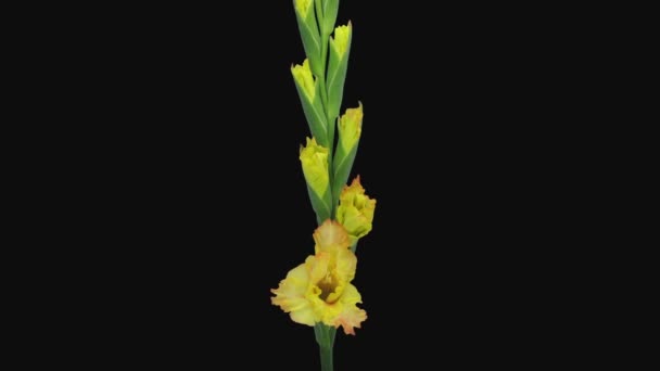 Lapso Tempo Abertura Amarelo Gladiolus Flor Isolada Fundo Preto — Vídeo de Stock