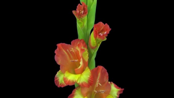 Fekete Alapon Izolált Hibrid Gladiolus Virág Felnyitásának Időpontja — Stock videók