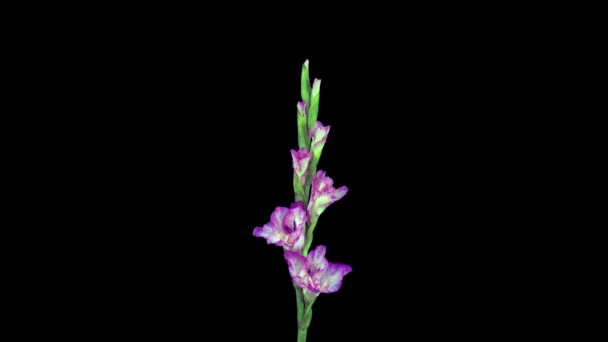 Lapso Tiempo Apertura Flor Gladiolo Rosa Aislado Sobre Fondo Negro — Vídeos de Stock