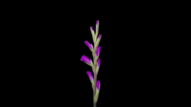Время Открытия Фиолетового Цветка Гладиолуса Черном Фоне — стоковое видео