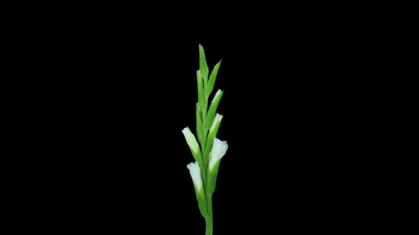 Time Lapse Åbning Hvid Gladiolus Blomst Isoleret Sort Baggrund – Stock-video