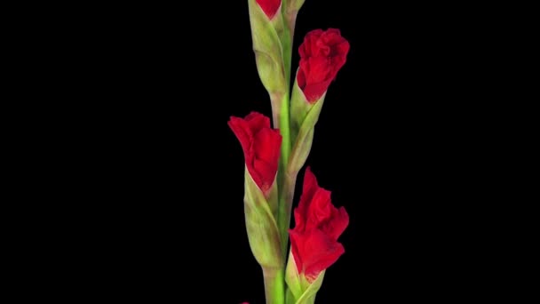 Czas Upływ Czasu Otwarcia Czerwony Kwiat Gladiolus Izolowane Czarnym Tle — Wideo stockowe