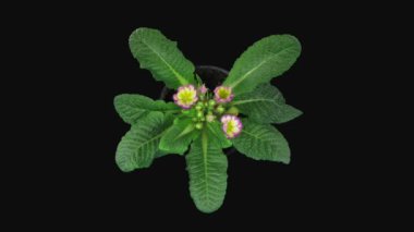 Siyah arkaplanda mor-sarı Primula çiçeğinin (Primulaceae veya Primula vulgaris) açılması zamanaşımı