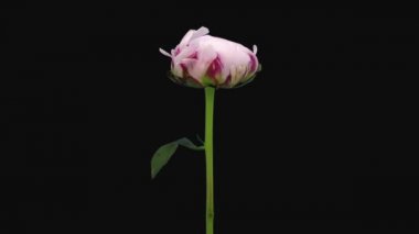 Pembe şakayık Sarah Bernhardt siyah arka planda izole edildi.