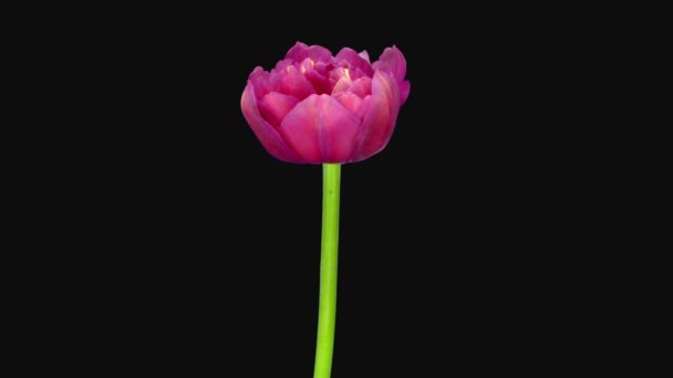 Time Lapse Apertura Fiore Tulipano Rosa Isolato Sfondo Nero — Video Stock