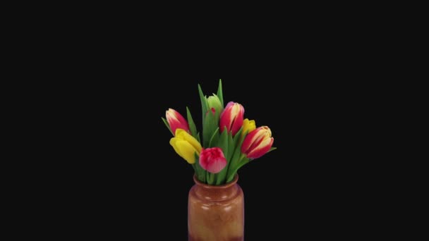 Upływ Czasu Otwarcia Wielobarwnego Bukietu Tulipanów Wazonie Izolowanym Czarnym Tle — Wideo stockowe