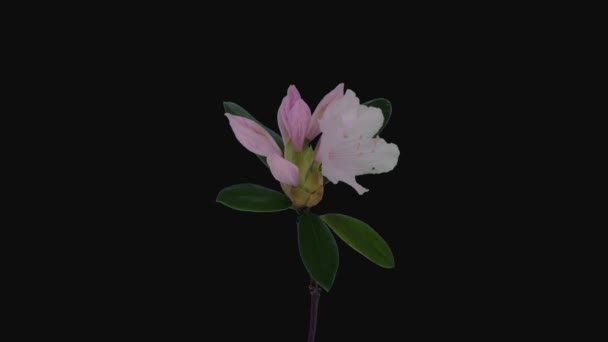 Upływ Czasu Otwarcia Białej Gałęzi Rododendronu Izolowanej Czarnym Tle — Wideo stockowe