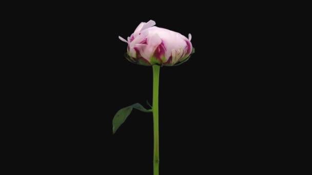 Time Lapse Opening Dying Pink Pivoine Sarah Bernhardt Isolée Sur — Video