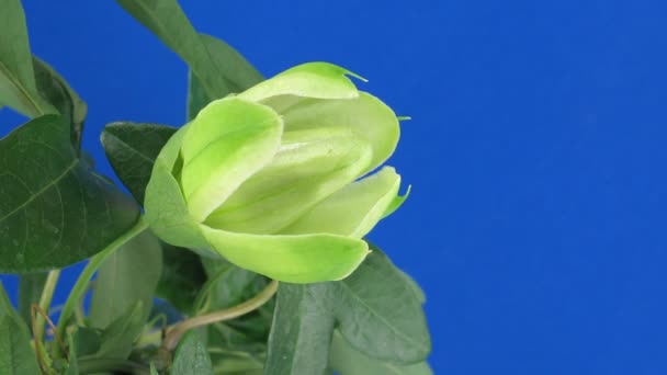 Upływ Czasu Otwarcia Zamknięcia Pasyflory Passion Flower Niebieskim Tle — Wideo stockowe