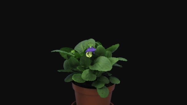 Zeitraffer Des Öffnens Der Weißen Und Lila Stiefmütterchenblume Viola Tricolor — Stockvideo