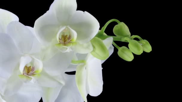 Time Lapse Ouverture Orchidée Blanche Isolé Sur Fond Noir — Video