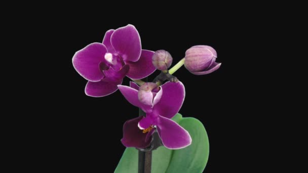 Nyitás Időpontja Sötét Lila Phalaenopsis Orchidea Elszigetelt Fekete Alapon — Stock videók