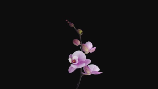 Rgb Alpha衬垫格式的软粉红兰花在黑色背景下开放的时间间隔 — 图库视频影像