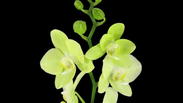 Časová prodleva při otevírání žluté orchideje ve formátu RGB + ALPHA izolovaném na černém pozadí